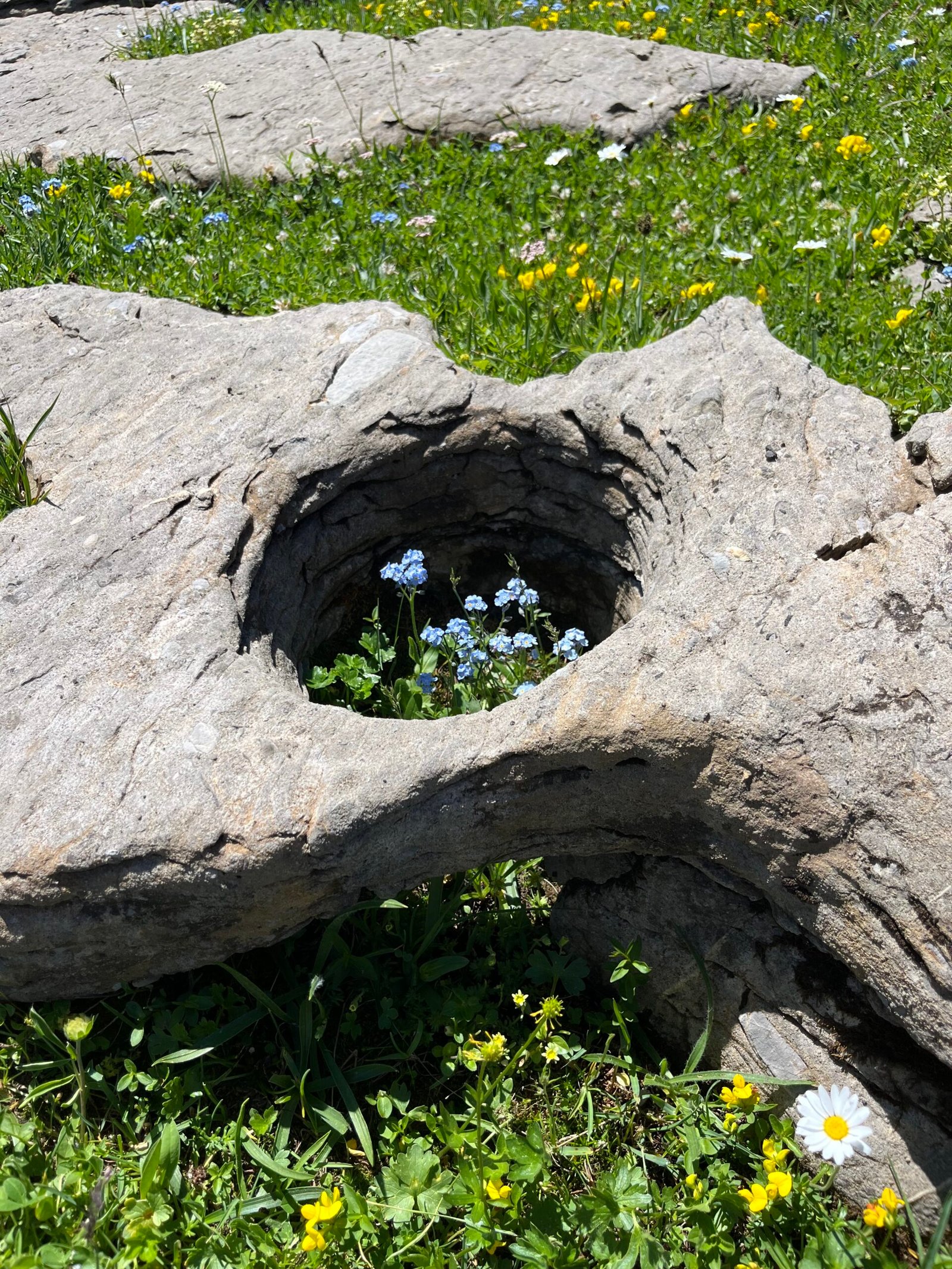 Un rocher creux abrite une touffe de myosotis bleus au milieu d'une prairie verdoyante parsemée de fleurs jaunes et blanches.