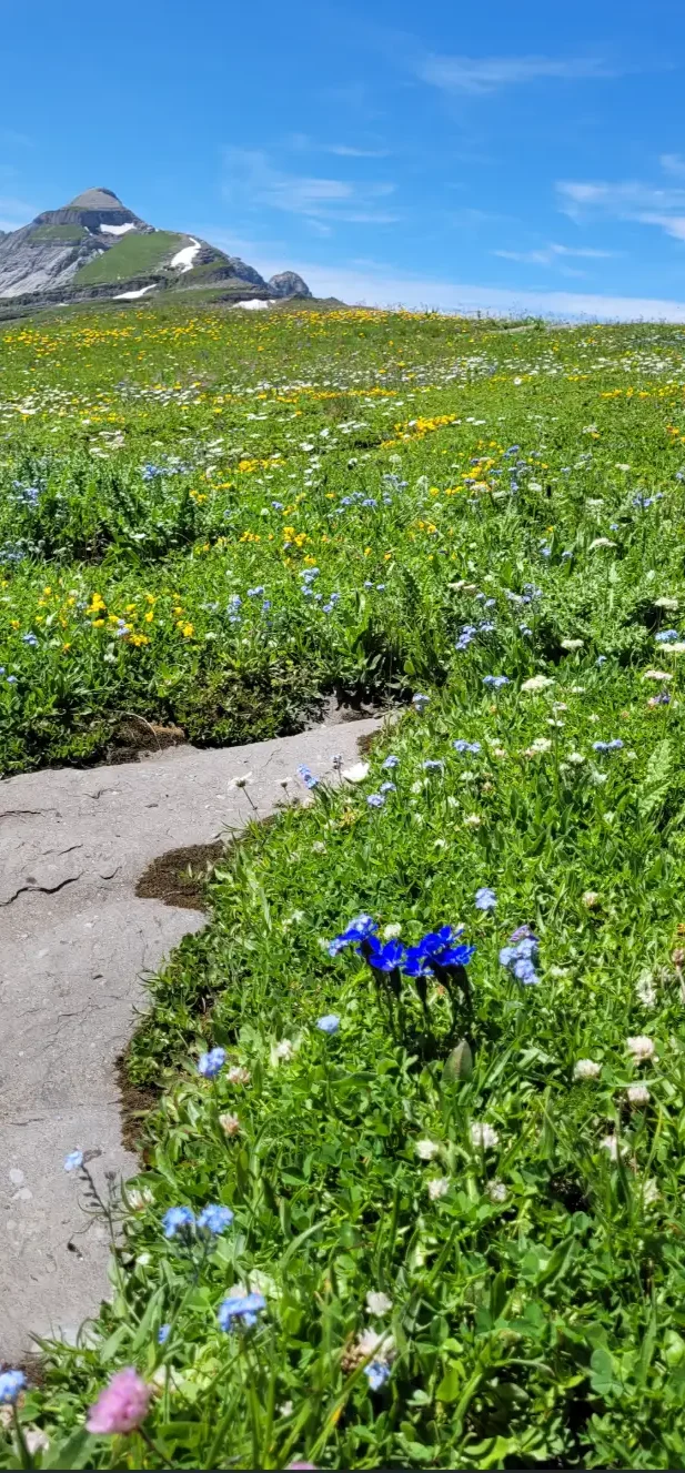 Sentier rocailleux traversant une prairie alpine verdoyante et fleurie sous un ciel bleu éclatant.